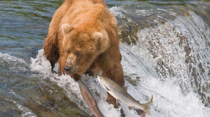 water, river, bear, animals