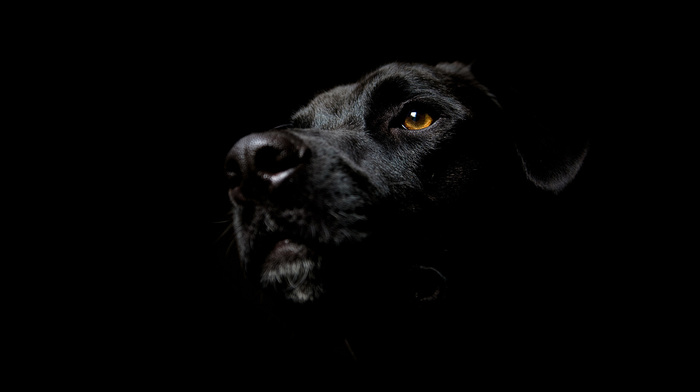 eyes, dog, black, animals, background