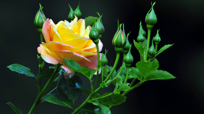 rose, background, black, flowers, petals