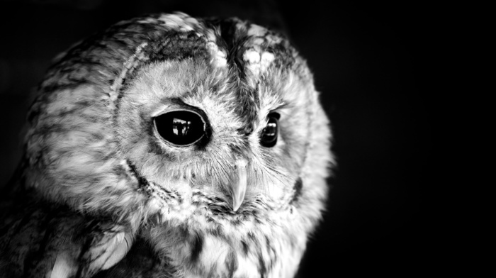 animals, owl, photo