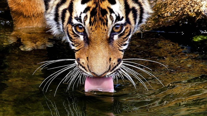 water, mustache, animals, eyes, tiger