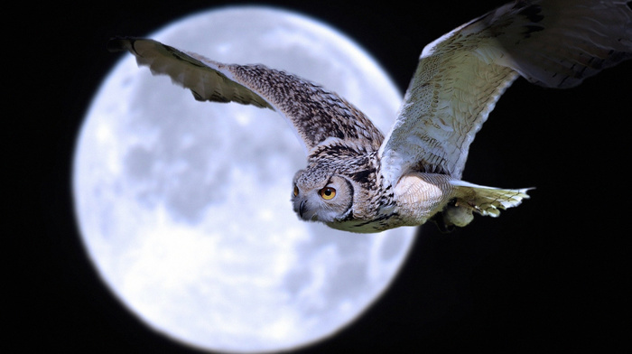 animals, fly, moon, owl, bird, night