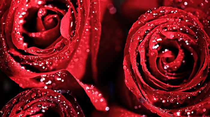 red, roses, drops, flowers