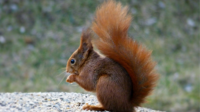 squirrel, sit, motion blur, macro, animals