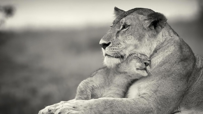 animals