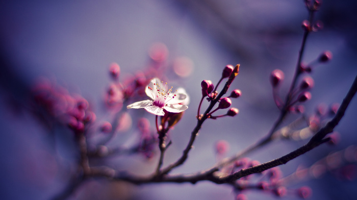 cherry, macro, nature, flower