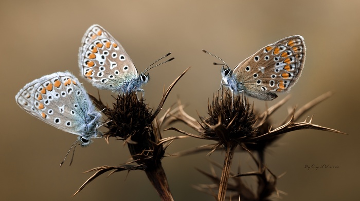 macro, flowers, animals, wings