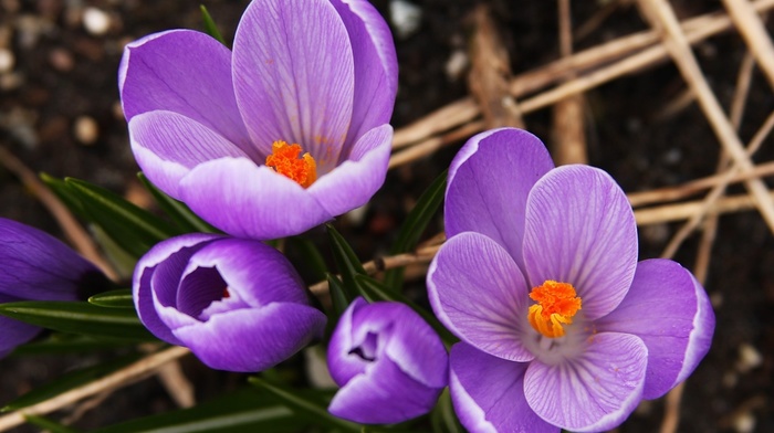 spring, stunner, flowers