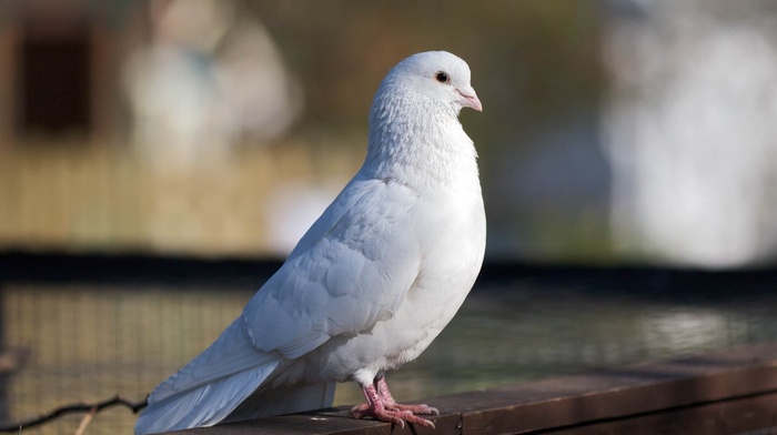 bird, animals, white