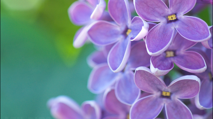 flowers, spring, purple