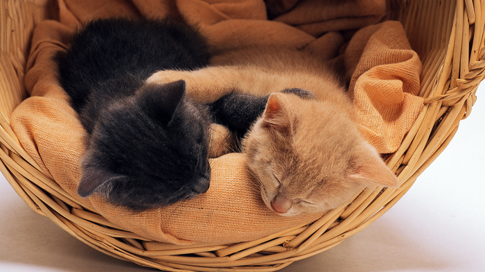 kittens, animals, basket
