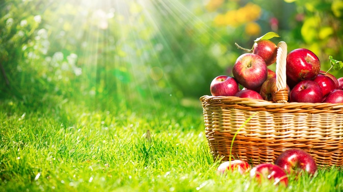 nature, fruits, basket, apples