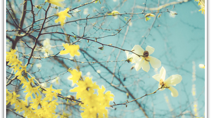 spring, flowers