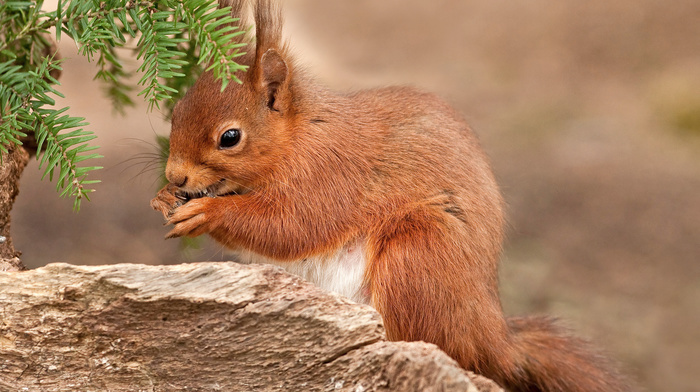 animals, red hair