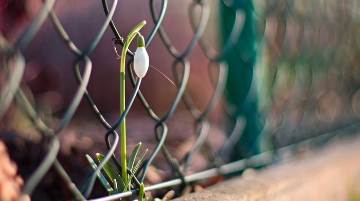 macro, fence, flower