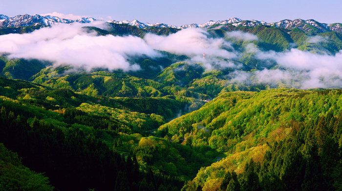 morning, spring, nature, Japan