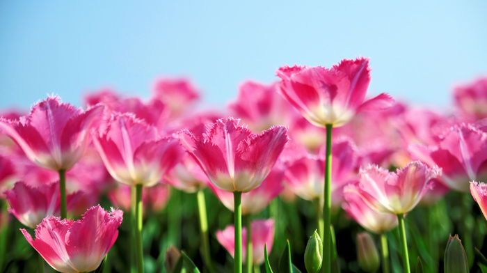 flowers, pink, spring, tulips