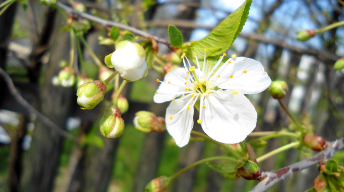 sky, spring, cherry, flowers