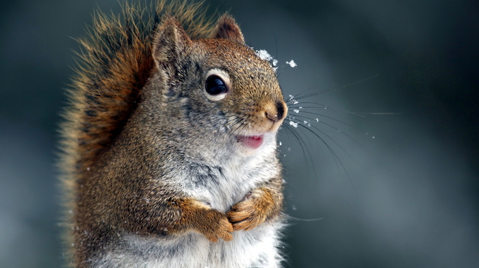 animals, nature, winter, squirrel