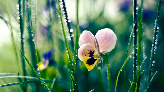 flower, grass, dew, flowers, drops