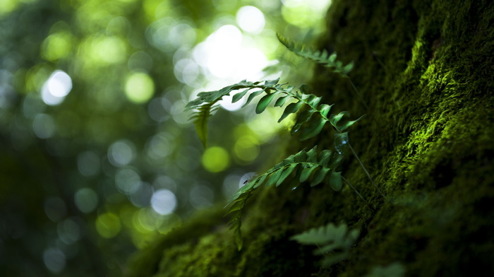 leaves, tree, nature, macro