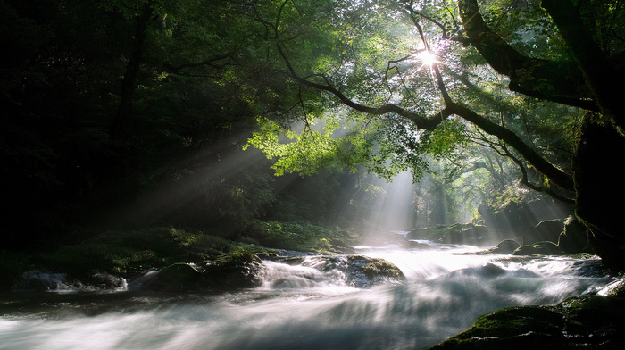 rays, nature, morning, Sun, forest, trees, light