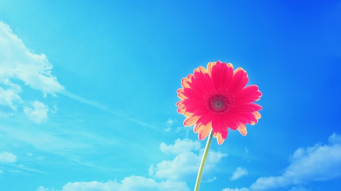 flower, sky, beautiful, clouds, background, flowers