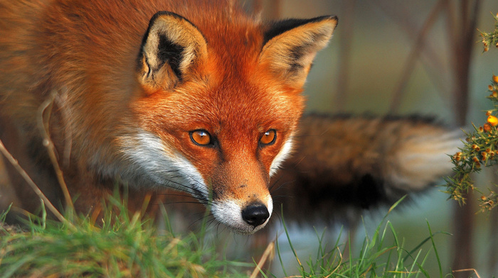 animals, fox, red hair, sight