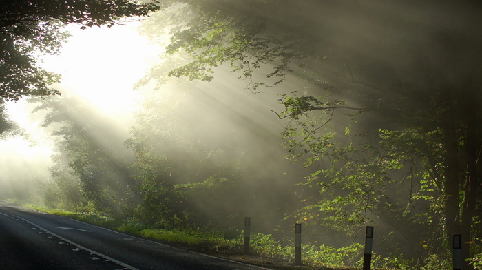 road, trees, nature, light