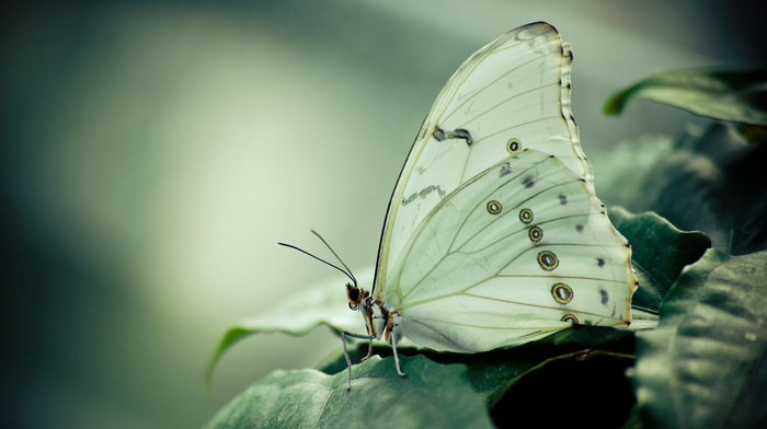 foliage, animals, butterfly