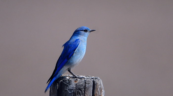 bird, animals