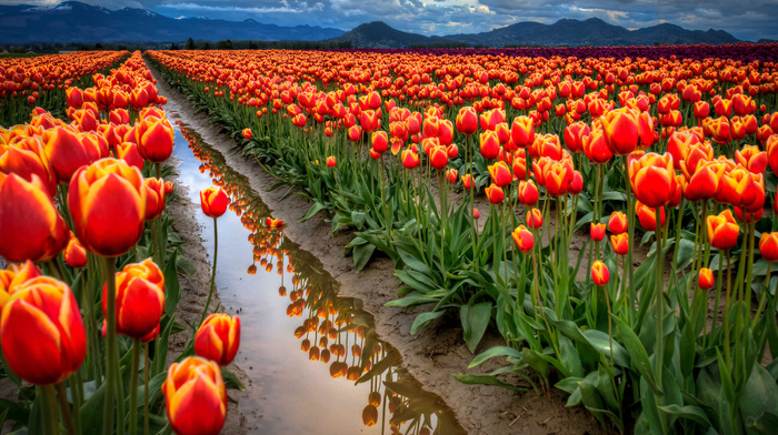 field, water, tulips, flowers, mountain, clouds, sky