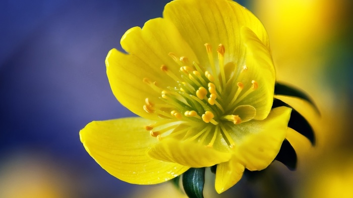 stunner, flowers
