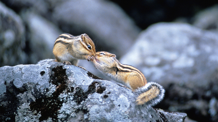 stones, animals, couple