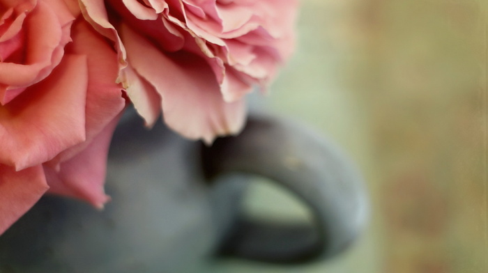 flowers, cup, macro