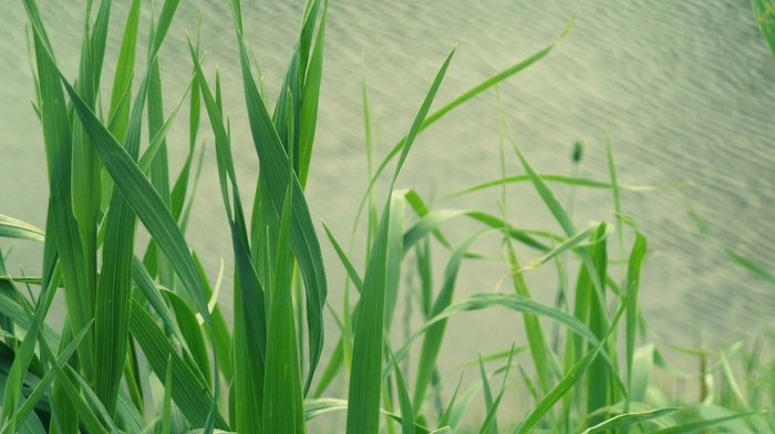 macro, grass, water