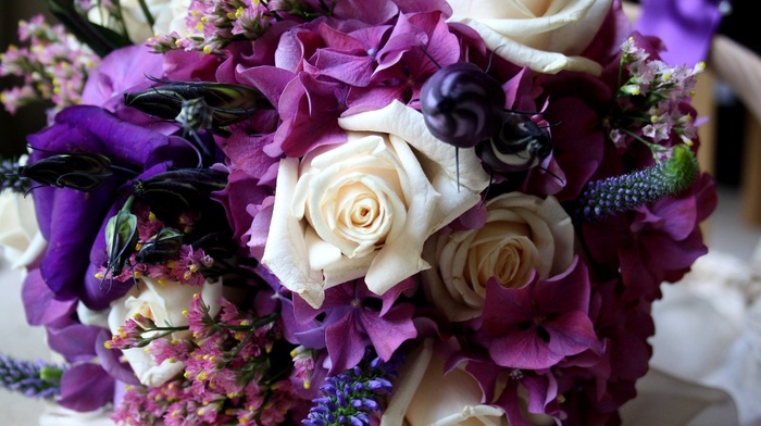 purple, color, flower, flowers, roses
