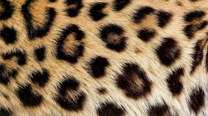 leopard, texture