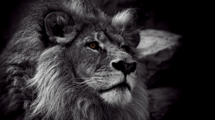 stunner, lion