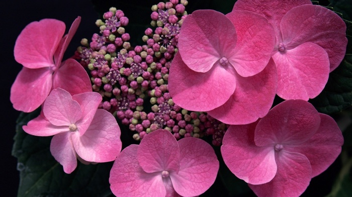 flowers, macro
