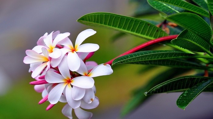 flowers, macro