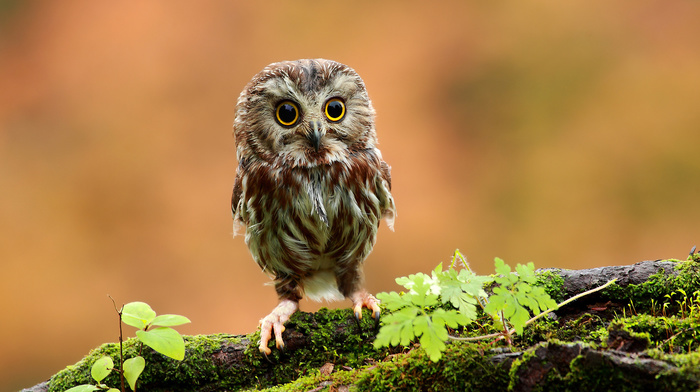 animals, owl, eyes