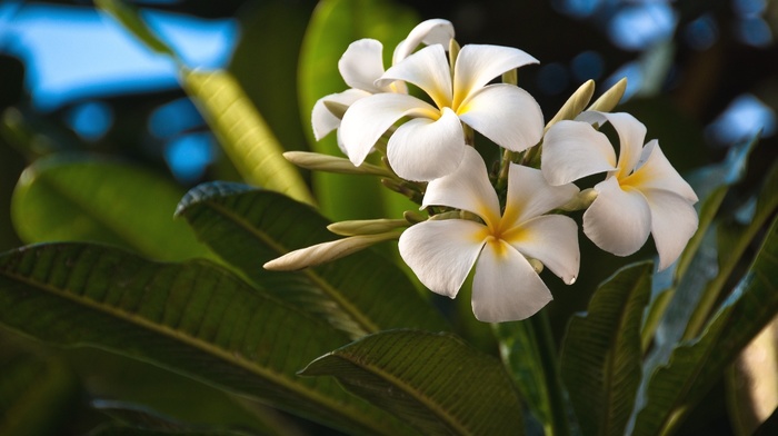 white, flowers, tropical