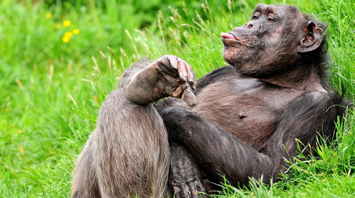 grass, animals, pose