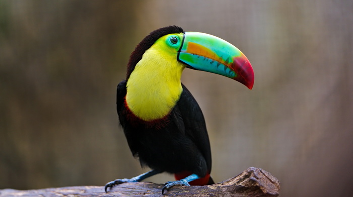 animals, bird, background, nature