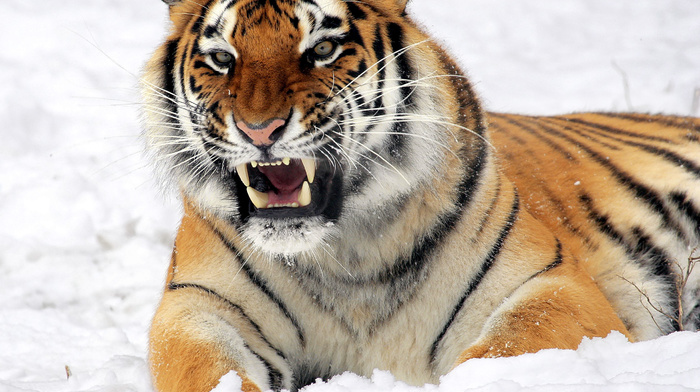 snow, lies, tiger, sight, animals, muzzle
