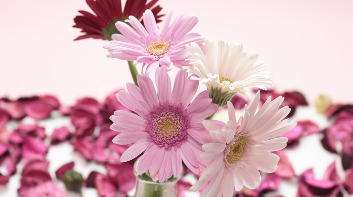 petals, flowers