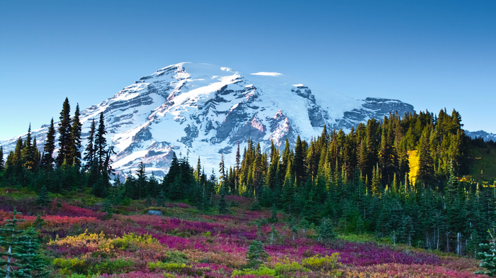 forest, sky, flowers, nature