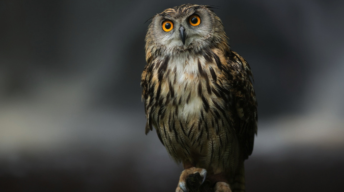background, bird, eyes, stunner, owl, gray