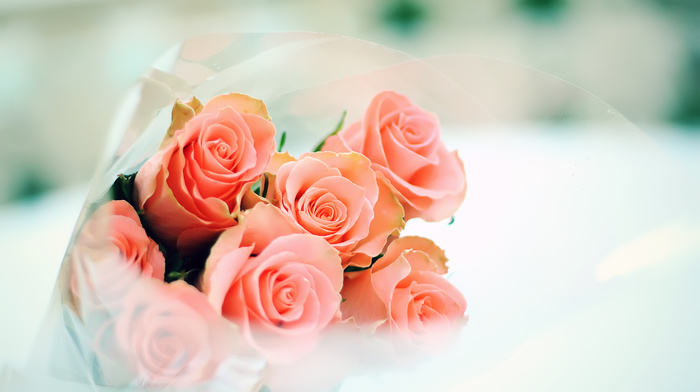 tenderness, flowers, bouquet, roses
